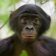 Photo: Bonobo Conservation Initiative