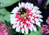 Bee on Flower. Photo: Lilla Frerichs