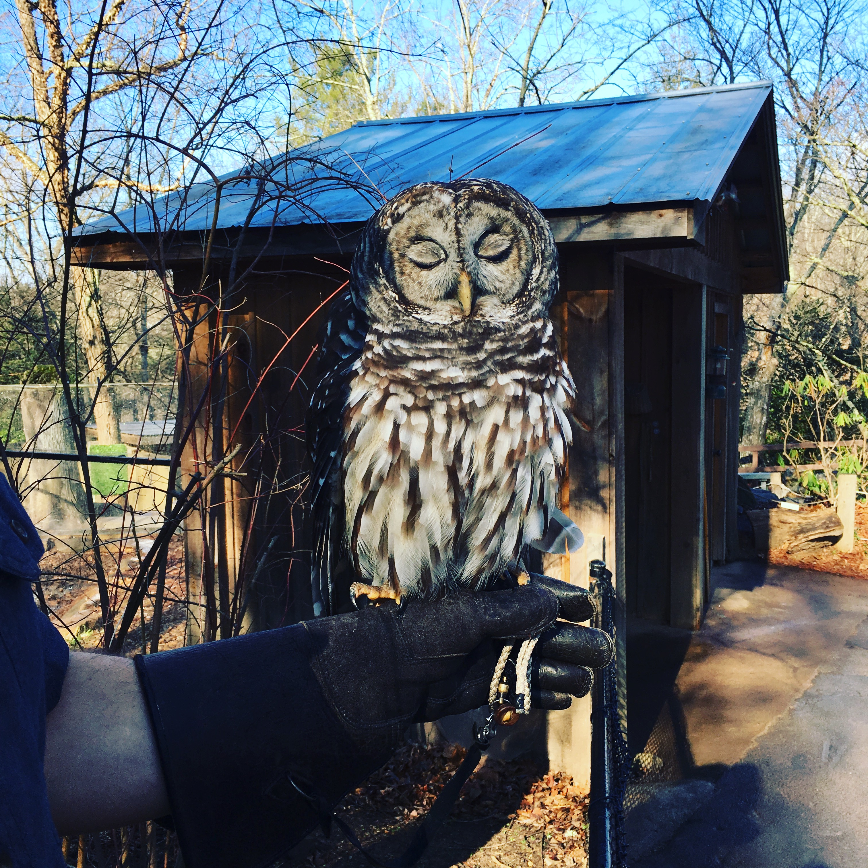 Art the Barred Owl