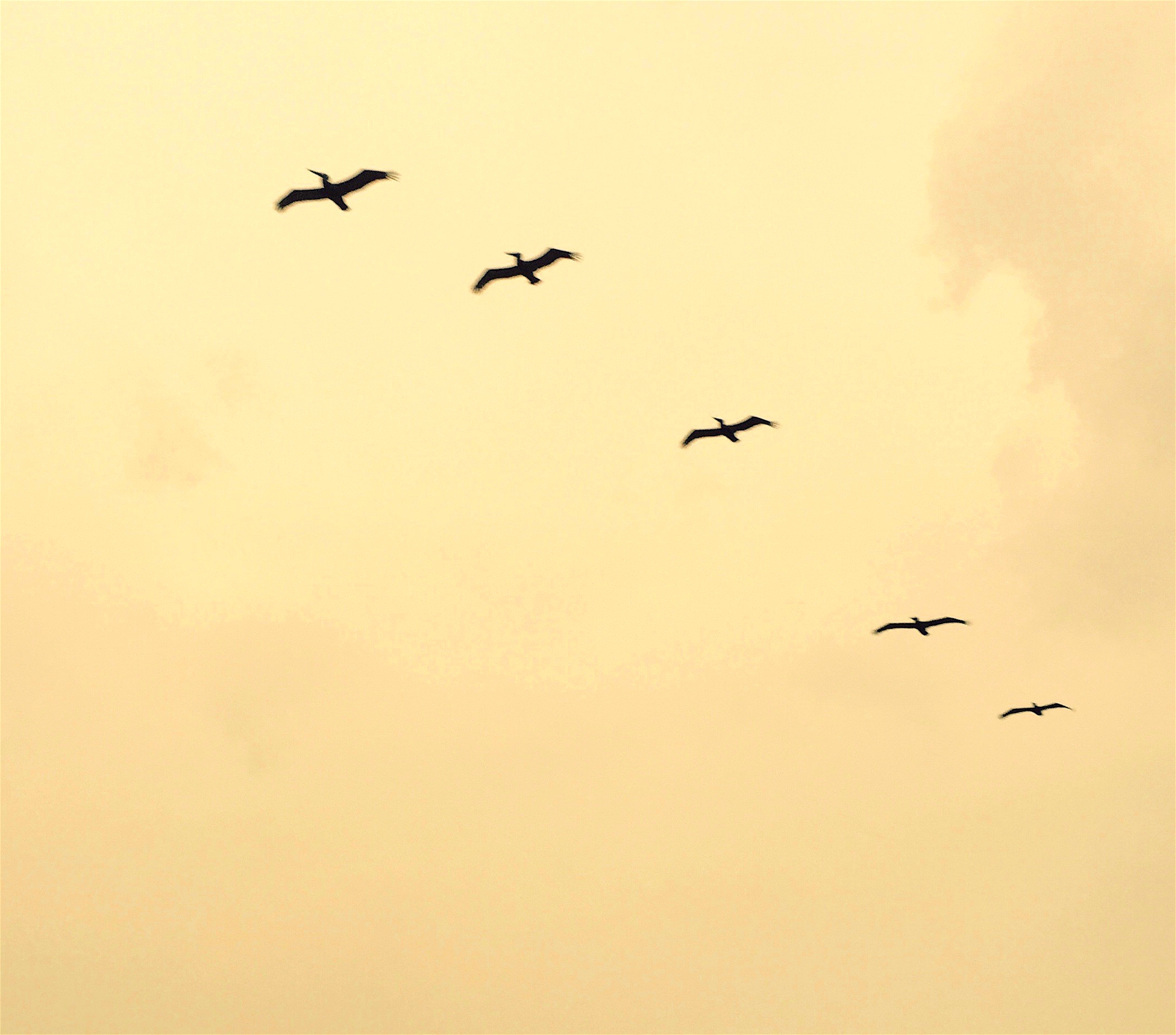 Pelicans. Photo: Sebastian Matthews