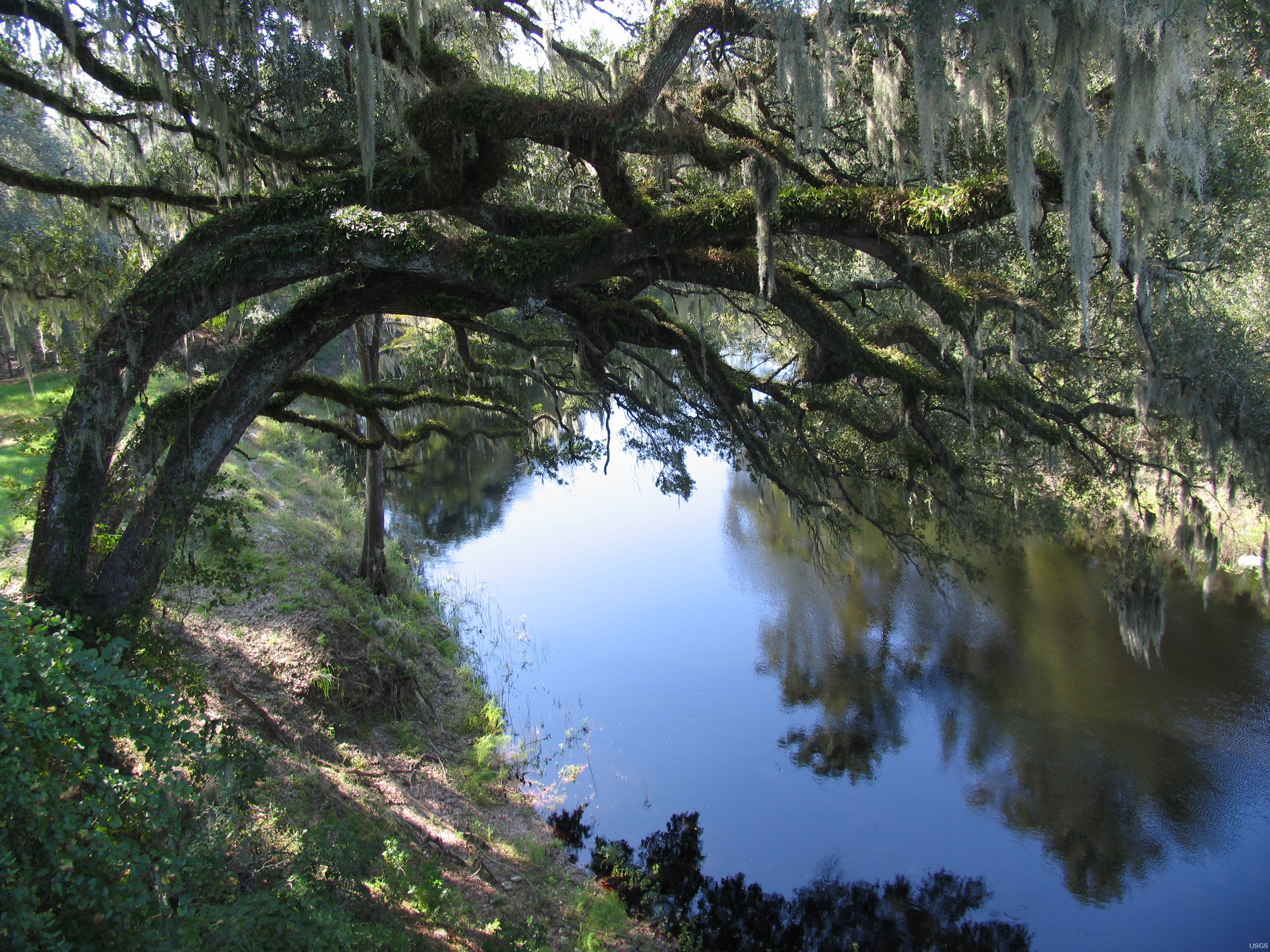 Suwanee River Live Oaks. Photo: Stewart Tomlinson