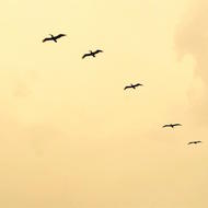 Pelicans. Photo: Sebastian Matthews
