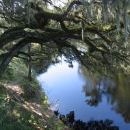 Suwanee River Live Oaks. Photo: Stewart Tomlinson