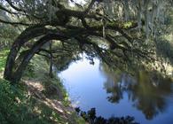 Suwanee River Live Oaks. Photo: Stewart Tomlinson