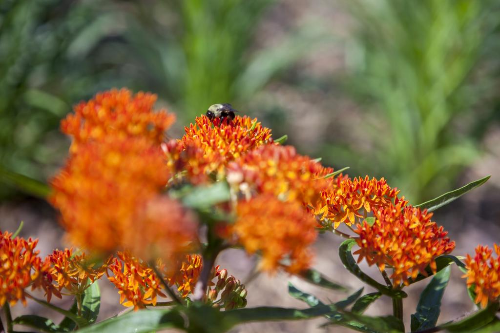 Milkweed Pollinator